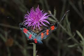 Attēlu rezultāti vaicājumam “Zygaena filipendulae”