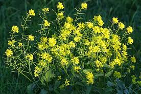 Attēlu rezultāti vaicājumam “Sinapis arvensis fruit”