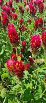 Image result for Trifolium incarnatum