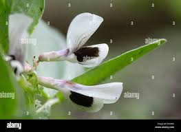 Attēlu rezultāti vaicājumam “Vicia faba flower”