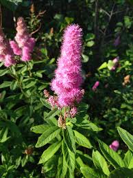Attēlu rezultāti vaicājumam “Spiraea salicifolia”