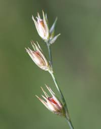 Attēlu rezultāti vaicājumam “Juncus bufonius bud”