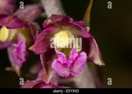 Attēlu rezultāti vaicājumam “Epipactis atrorubens bud”