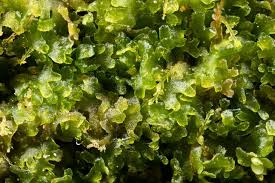 Attēlu rezultāti vaicājumam “Cephalozia connivens”