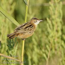 Image result for Cisticola juncidis