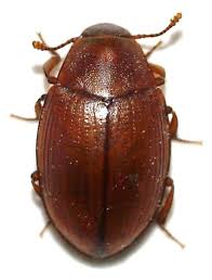 Attēlu rezultāti vaicājumam “Zopheridae”