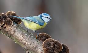 Attēlu rezultāti vaicājumam “Cyanistes caeruleus adult”