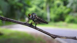 Attēlu rezultāti vaicājumam “Asilidae”