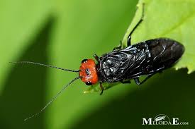 Attēlu rezultāti vaicājumam “Acantholyda erythrocephala”