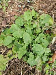 Attēlu rezultāti vaicājumam “Lapsana communis leaf”