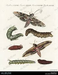 Attēlu rezultāti vaicājumam “Agrius convolvuli”