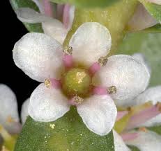 Attēlu rezultāti vaicājumam “Glaux maritima flower”