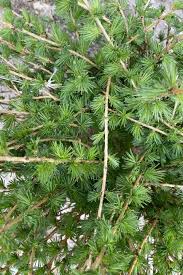 Attēlu rezultāti vaicājumam “Larix decidua”