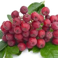 Attēlu rezultāti vaicājumam “x Sorbaronia fallax”