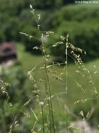 Attēlu rezultāti vaicājumam “Melica nutans flower”