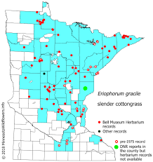 Attēlu rezultāti vaicājumam “Eriophorum gracile fruit”