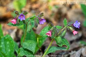 Image result for Pulmonaria officinalis