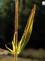 Attēlu rezultāti vaicājumam “Epilobium palustre fruit”