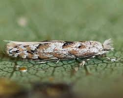 Attēlu rezultāti vaicājumam “Phyllonorycter apparella”