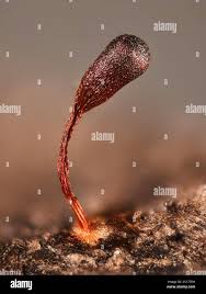 Attēlu rezultāti vaicājumam “Metatrichia sp.”