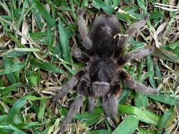 Znalezione obrazy dla zapytania Grammostola grossa