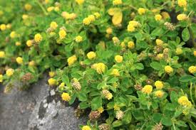 Attēlu rezultāti vaicājumam “Medicago lupulina flower”