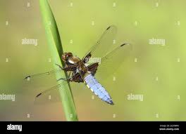 Attēlu rezultāti vaicājumam “Libellula depressa male”