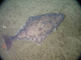 Image result for Hippoglossus hippoglossus