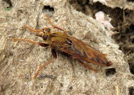 Attēlu rezultāti vaicājumam “Asilus crabroniformis”