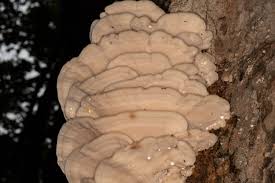 Attēlu rezultāti vaicājumam “Climacodon septentrionalis”