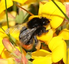 Attēlu rezultāti vaicājumam “Bombus lapidarius”