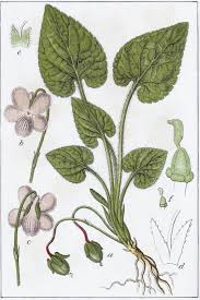 Attēlu rezultāti vaicājumam “Viola hirta flower”