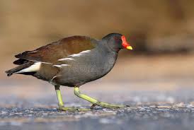 Attēlu rezultāti vaicājumam “Gallinula chloropus”