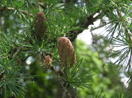 Attēlu rezultāti vaicājumam “Larix sibirica”
