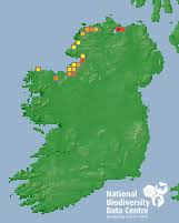 Attēlu rezultāti vaicājumam “Abietinella abietina var. hystricosa”