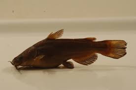 Image result for Ameiurus melas