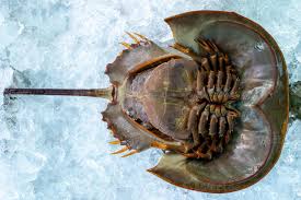 Image result for Limulus polyphemus
