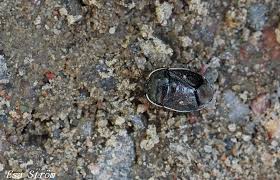 Attēlu rezultāti vaicājumam “Adomerus biguttatus”