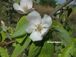Attēlu rezultāti vaicājumam “Cydonia oblonga flower”