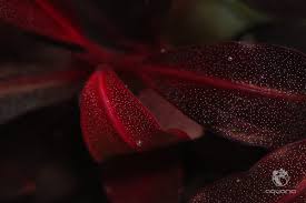 Risultati immagini per bucephalandra pinoh red stem