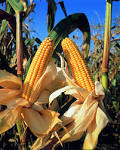 Eikongraphia » Blog Archive » Corn Cobs, by Goldberg