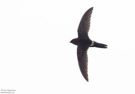 Image result for Apus pacificus