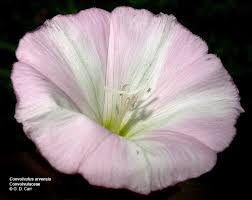 Attēlu rezultāti vaicājumam “Convolvulaceae”