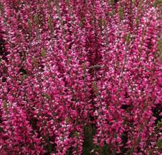 Attēlu rezultāti vaicājumam “Calluna vulgaris bud”