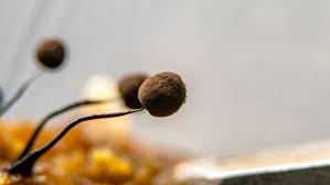 Attēlu rezultāti vaicājumam “Comatricha alta”