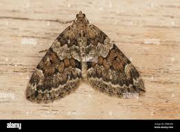 Attēlu rezultāti vaicājumam “Thera variata”