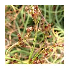 Attēlu rezultāti vaicājumam “Juncus inflexus bud”