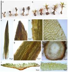 Attēlu rezultāti vaicājumam “Pogonatum dentatum”
