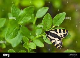 Attēlu rezultāti vaicājumam “Parasemia plantaginis”