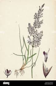 Attēlu rezultāti vaicājumam “Agrostis canina”